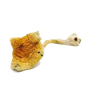 B+ Cubensis Magic