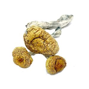 Golden teacher